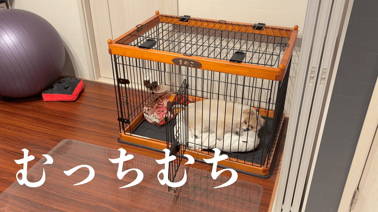 トリミングでむちむちボディになったポメラニアンまめこと長女