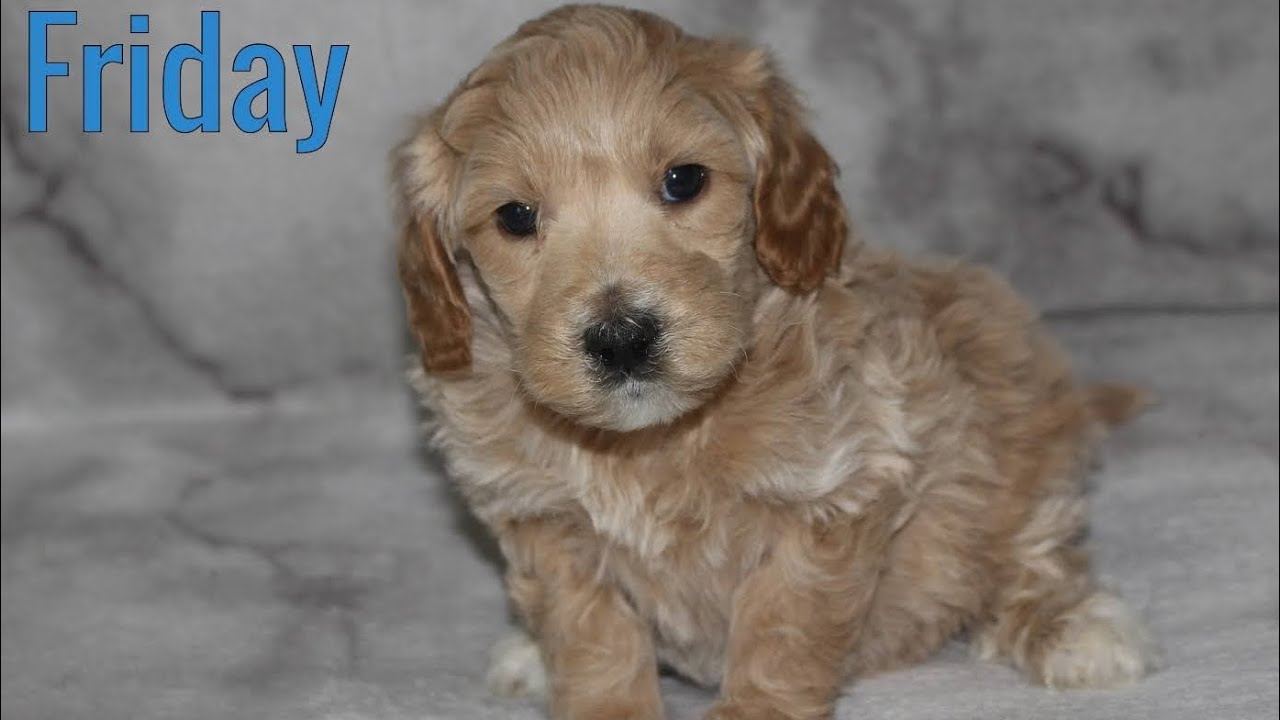 Friday- Puppy Aptitude Testing 