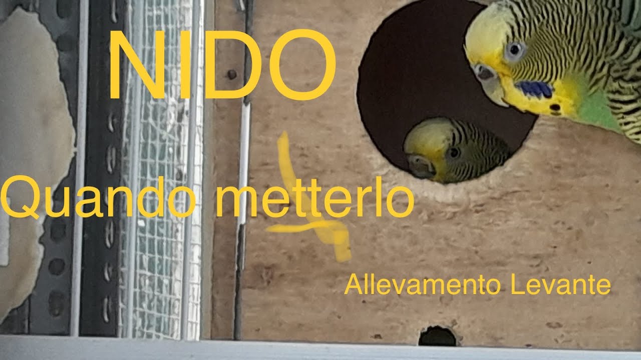 NIDO - Quando metterlo -