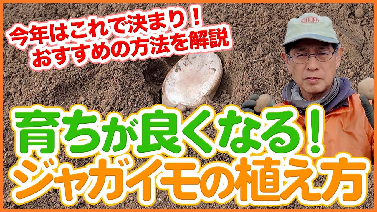 家庭菜園や農園で育ちが良くなるジャガイモの植え方！植え方の種類や経験値に合わせたおすすめの方法を徹底解説！【農園ライフ】
