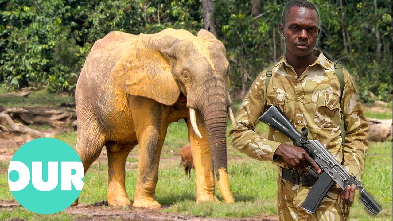 OPERATION COBRA: Cracking Down On The Ivory Trade | Animal Black Ops | Our World
