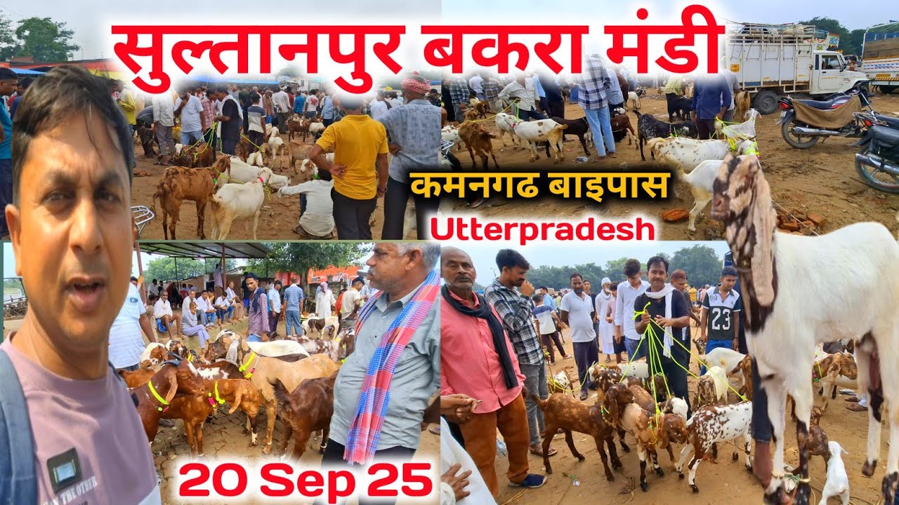 सुल्तानपुर बकरा मंडी |20/09/25 |Sultanpur Bakra Mandi Utterpradesh 