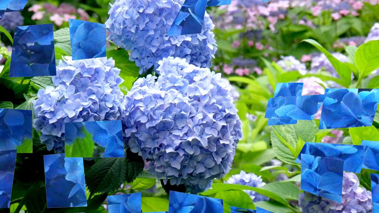 Hydrangea flower (HD1080p)