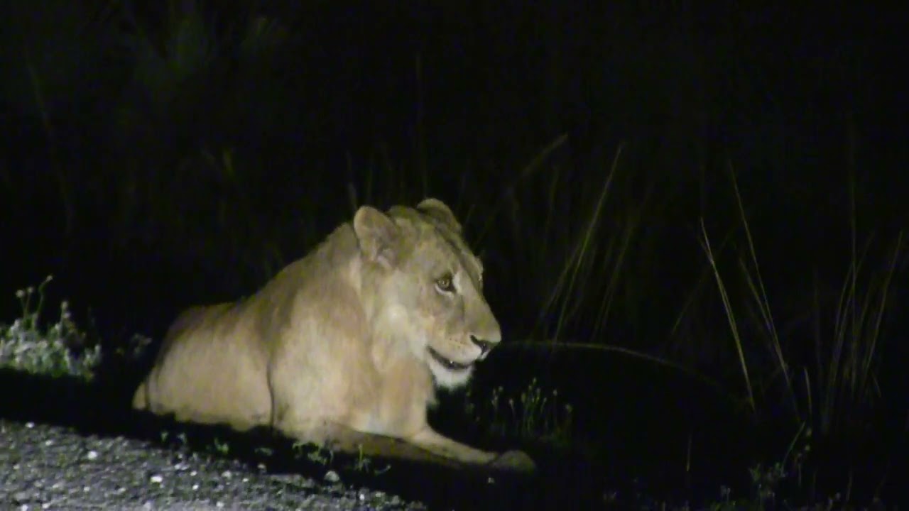 Night game drive to track lions in Murchison falls national park