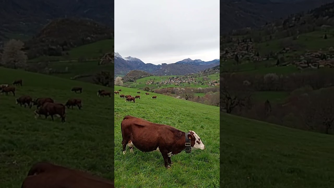 UN MAGNIFIQUE TROUPEAU DE TARINES ET ABONDANCES...