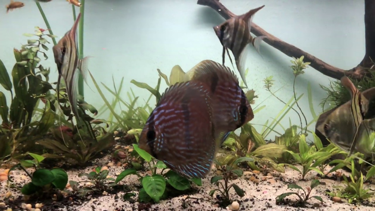 Pterophyllum altum, Symphysodon discus (Heckel), Biotodoma cupido. AcuaristasPR