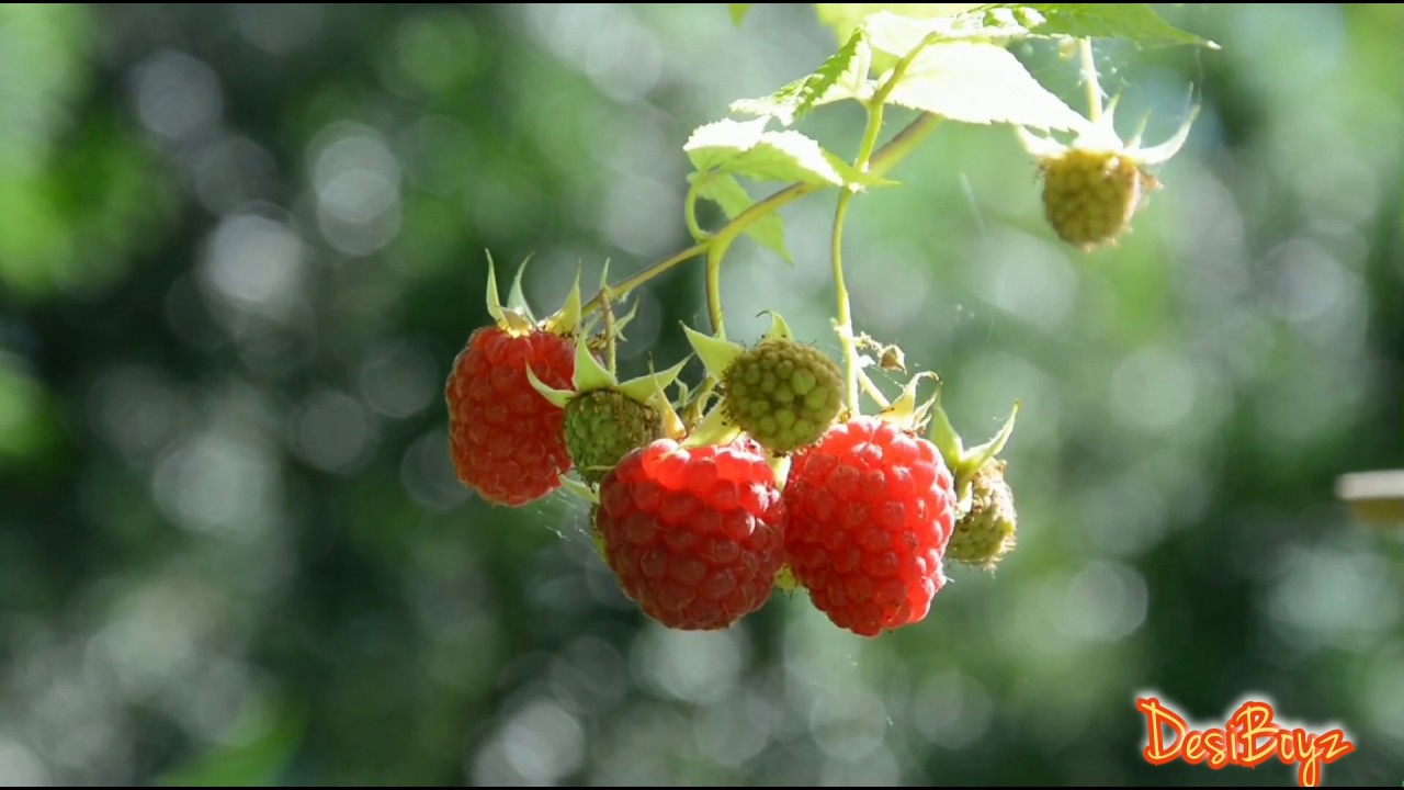 BlackBerry || Fruit || WhatsApp status