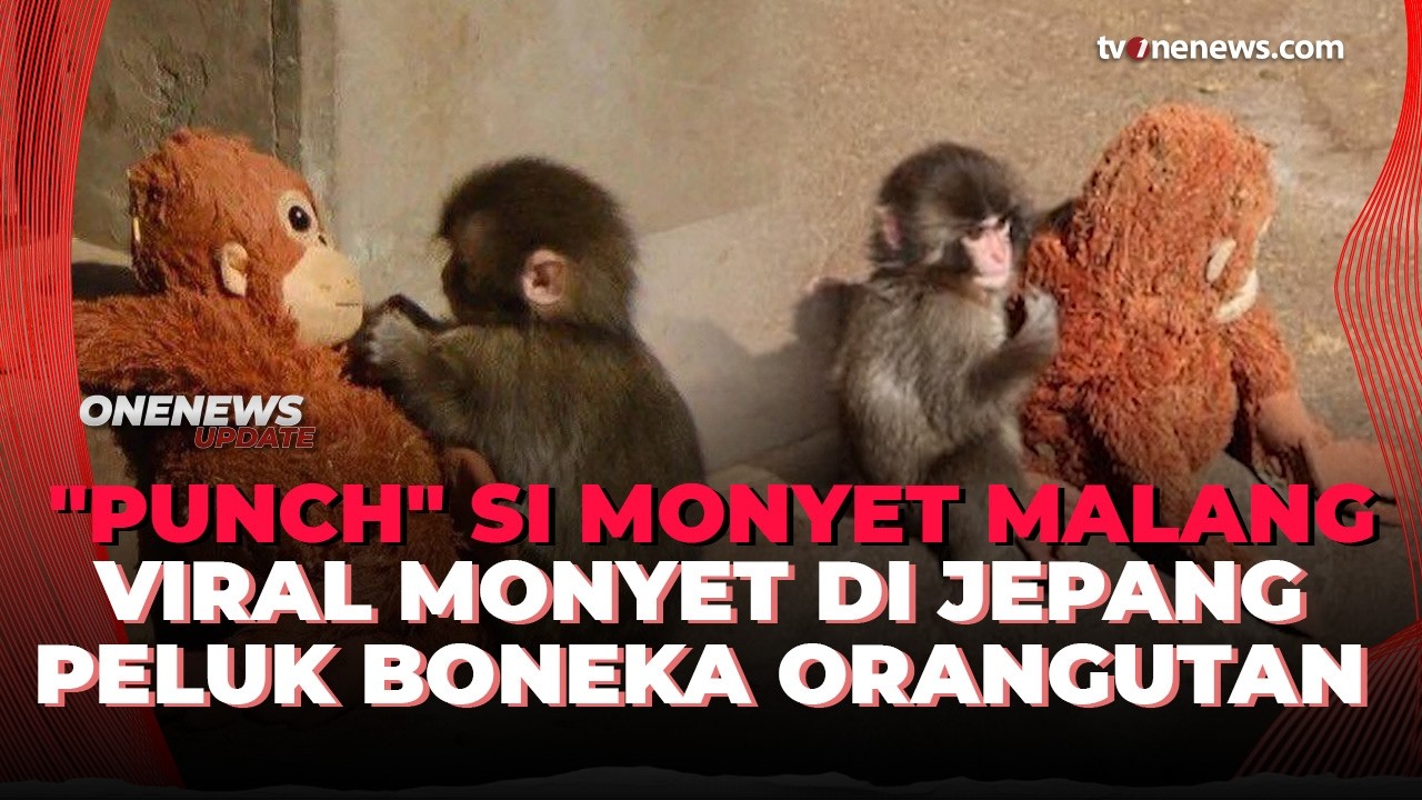 Kisah Punch Bayi Monyet Terlantar yang Viral karena Boneka Jadi Induknya | OneNews Update