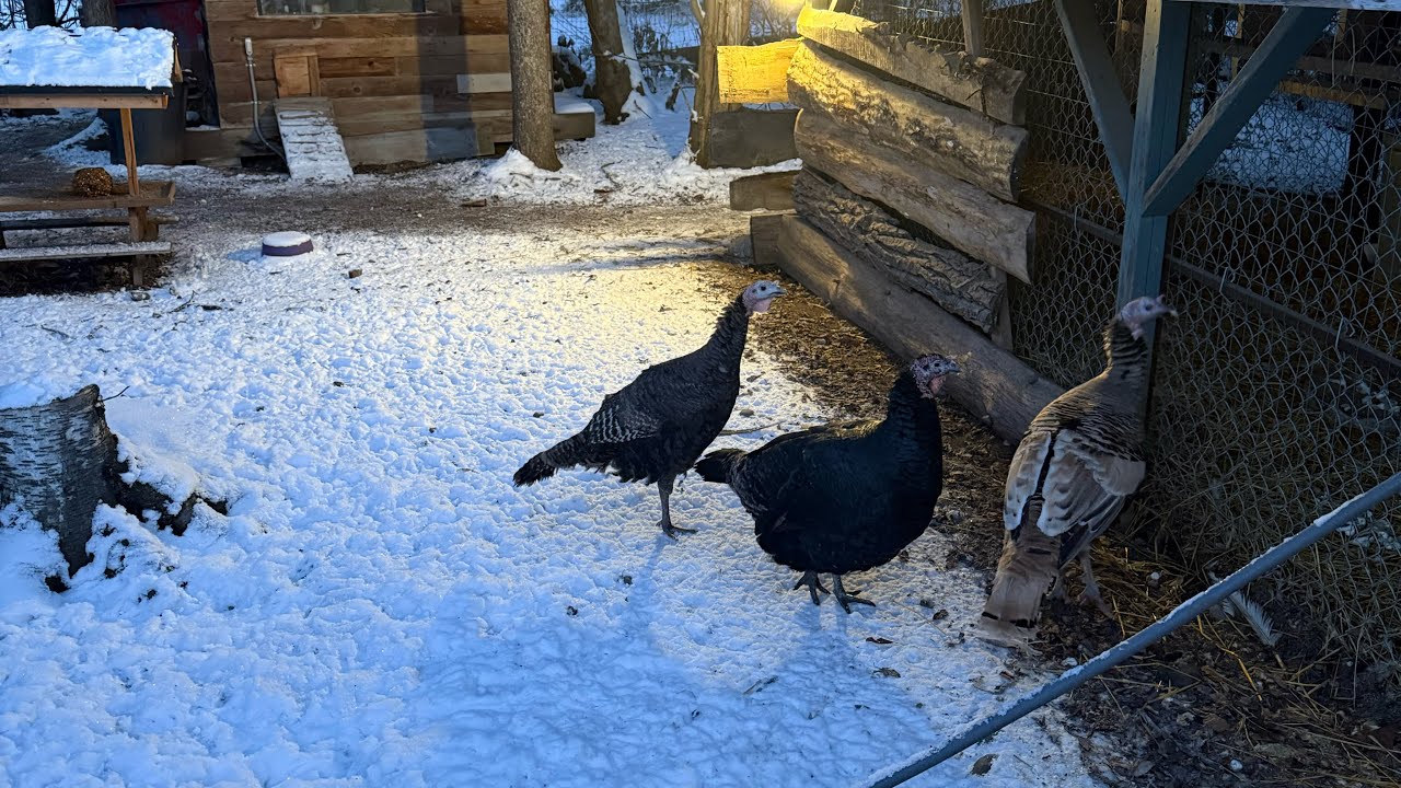Winter chicken tending Alaska Style