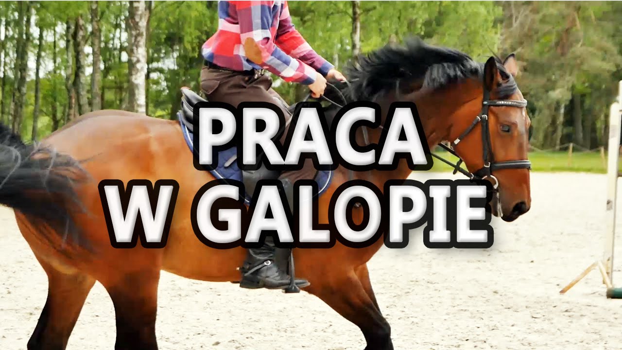 Galop w pełnym siadzie - jak pracować w galopie?