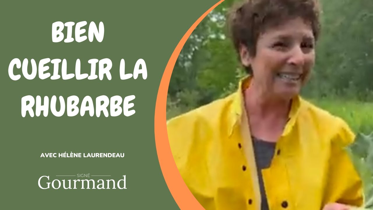 BIEN CUEILLIR LA RHUBARBE