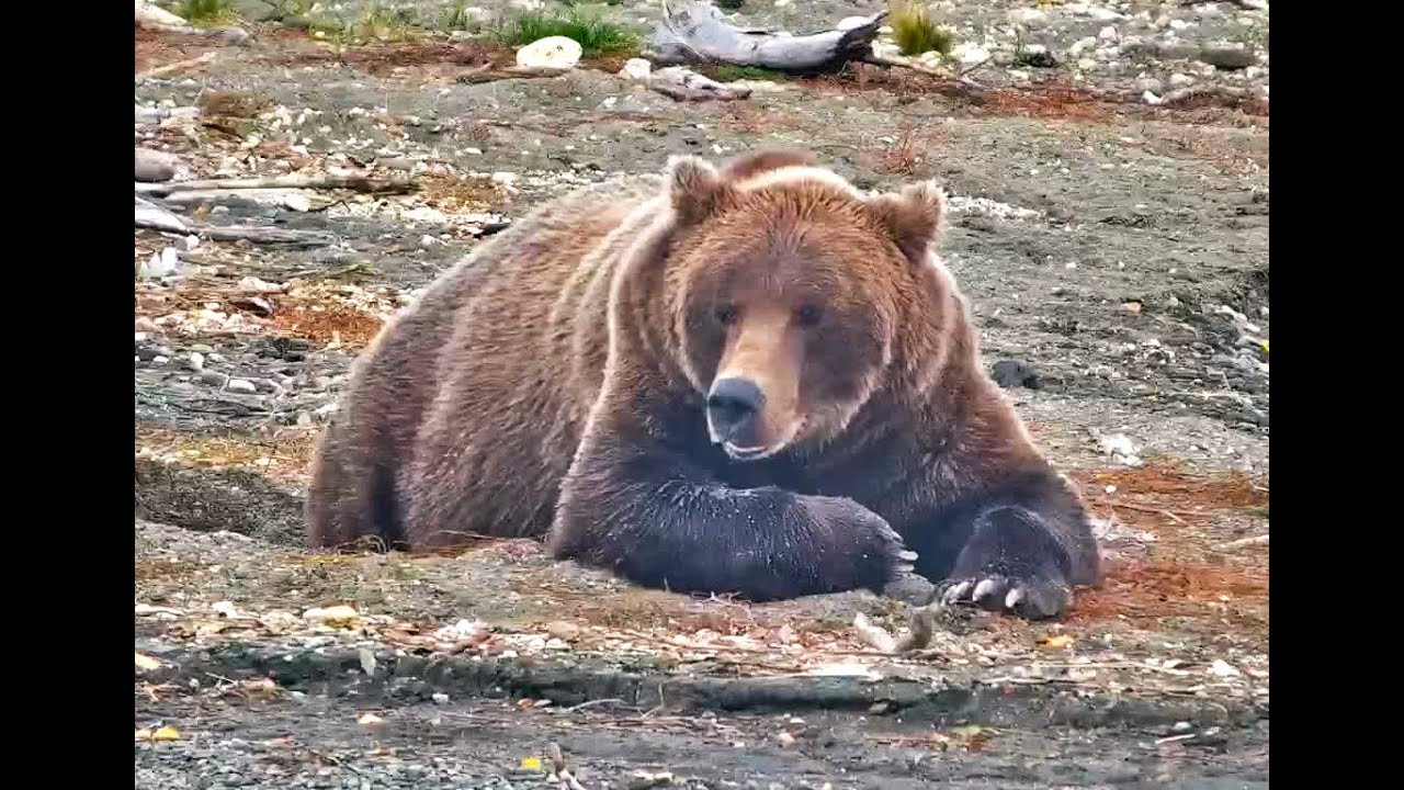 A Tribute To Bear 402 Explore Org 1