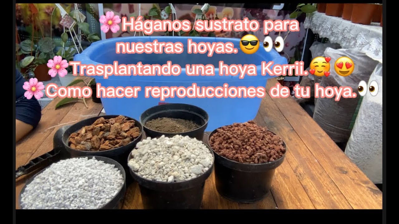 Sustrato, trasplante y reproducción de hoya por esqueje.🌸😀
