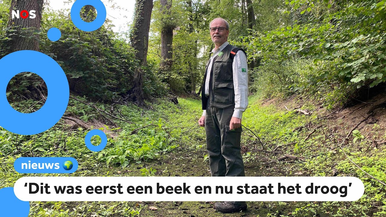 Boswachter: 'Droogte heeft grote gevolgen voor de natuur'