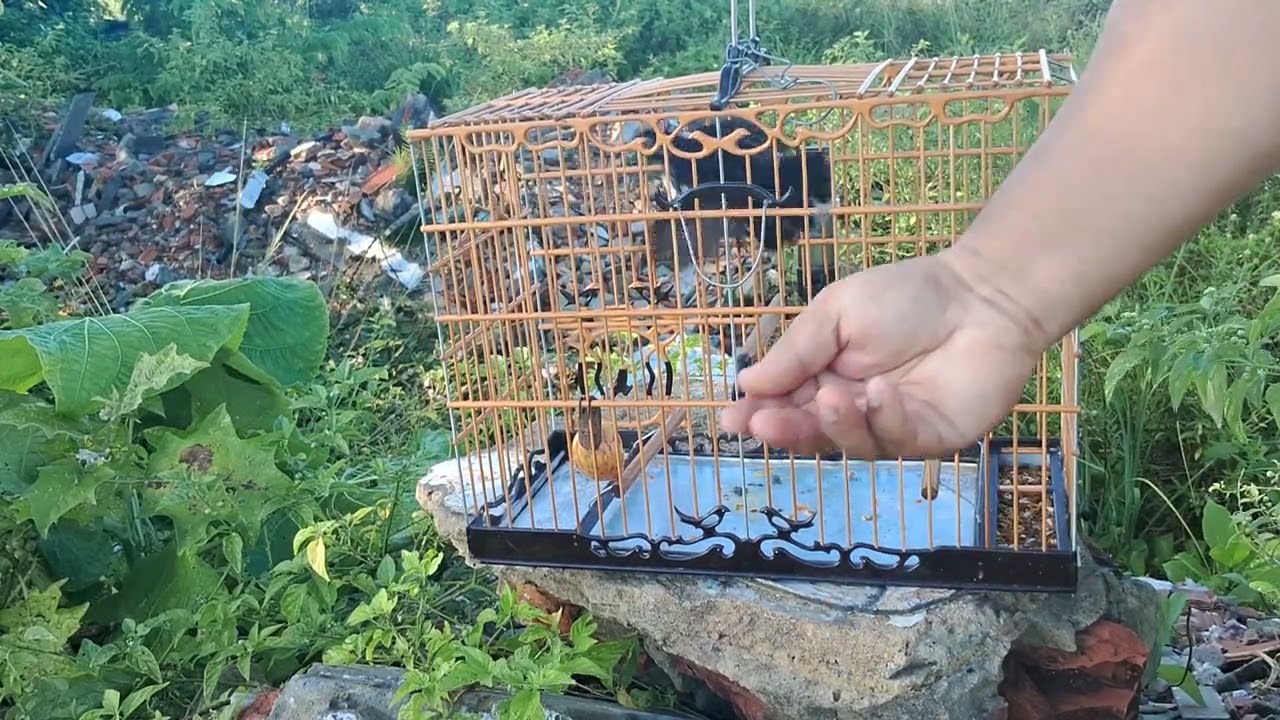 Pipira dragao entregando uma na marajoara