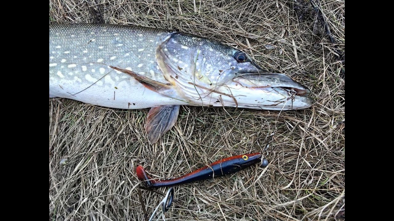 ПОКЛЕВКИ КРУПНЫХ ЩУК НА БИГБЕЙТЫ (PIG SHAD, BIGGY BOY)