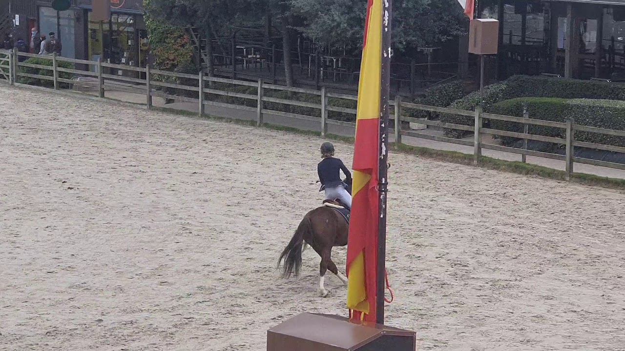 Boural de Dee Welsh D Pony Stallion