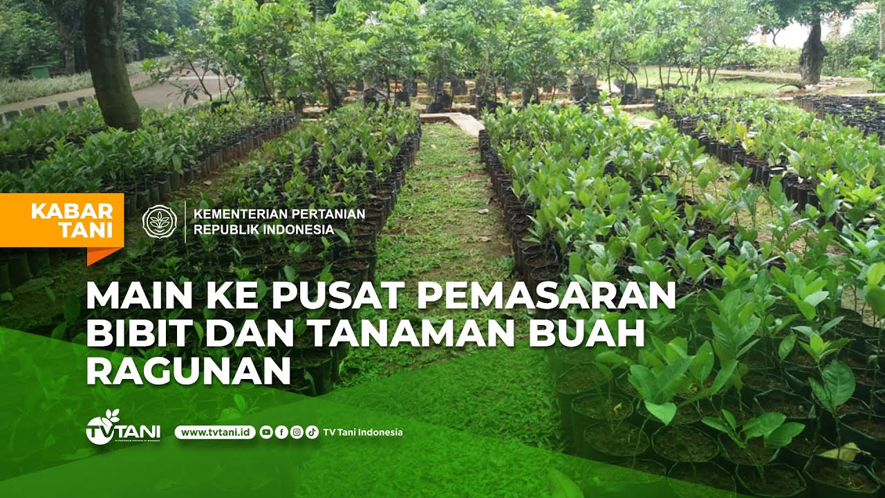 Mau Tanam Buah? Semuanya Ada di Sini!