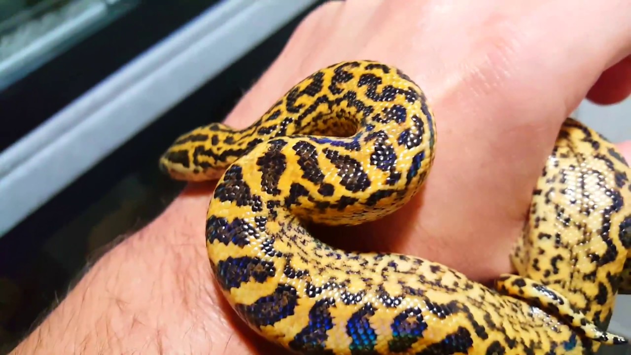 Baby Granite Yellow Anaconda produced by DM Exotics