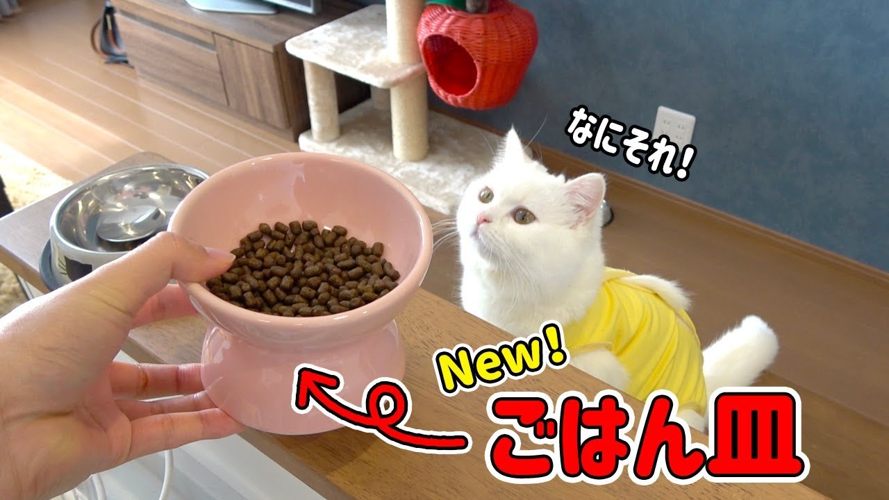 さあ、見せてもらおうか新しいごはん皿の実力を！！