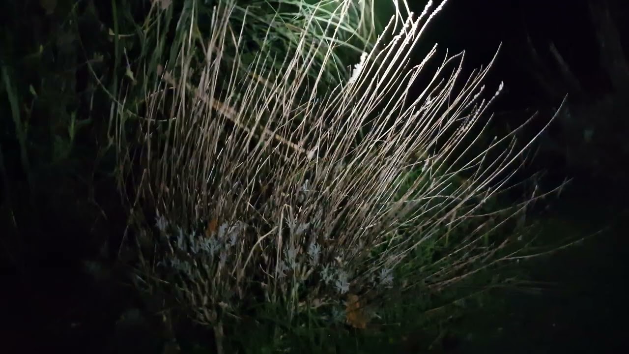 Attempt to catch wild boar in the garden.