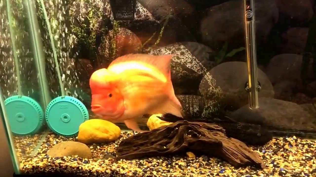Aggressive male Midas