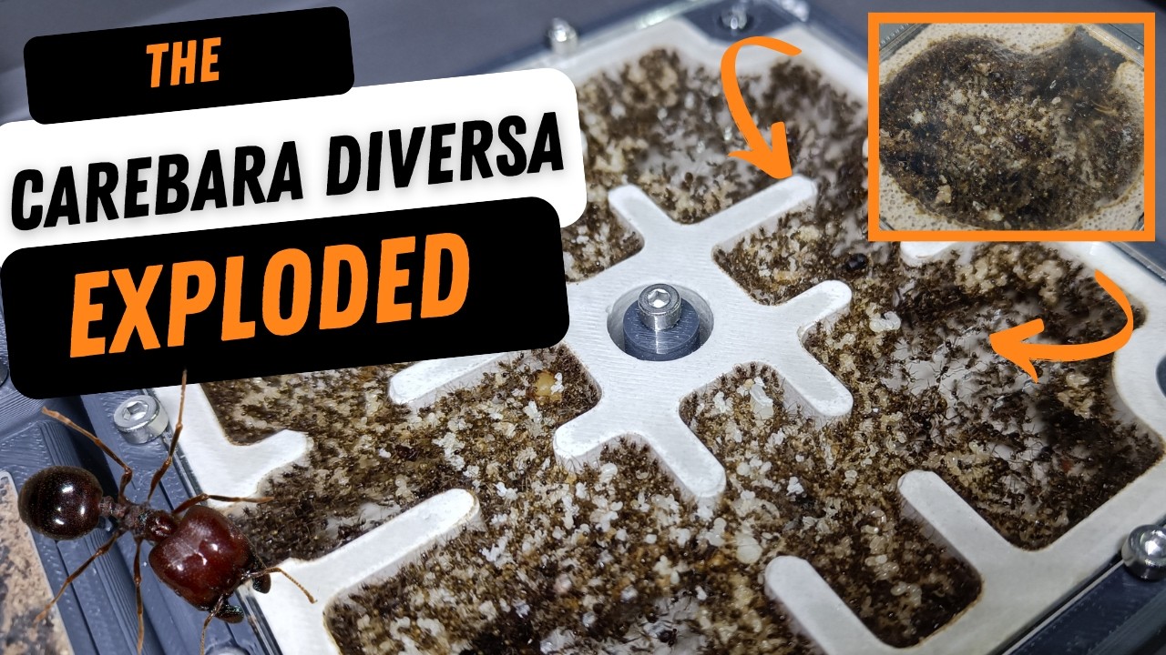 The Carebara Diversa are EXPLODING!!!!! (Asian Marauder Ants)