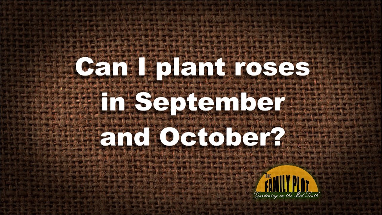 Q&A &ndash; Can I plant roses in September and October in Zone 6?