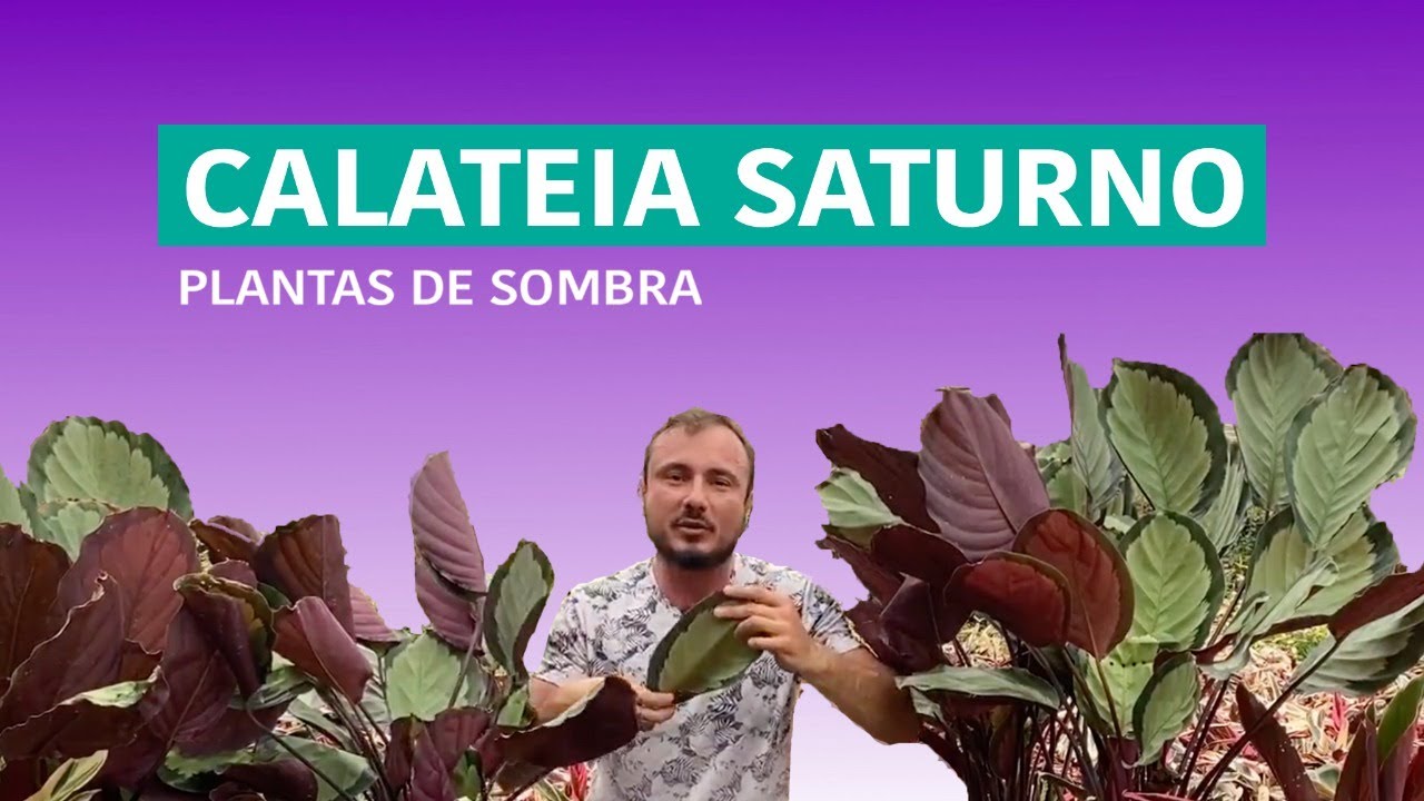 Conheça a Calateia Saturno