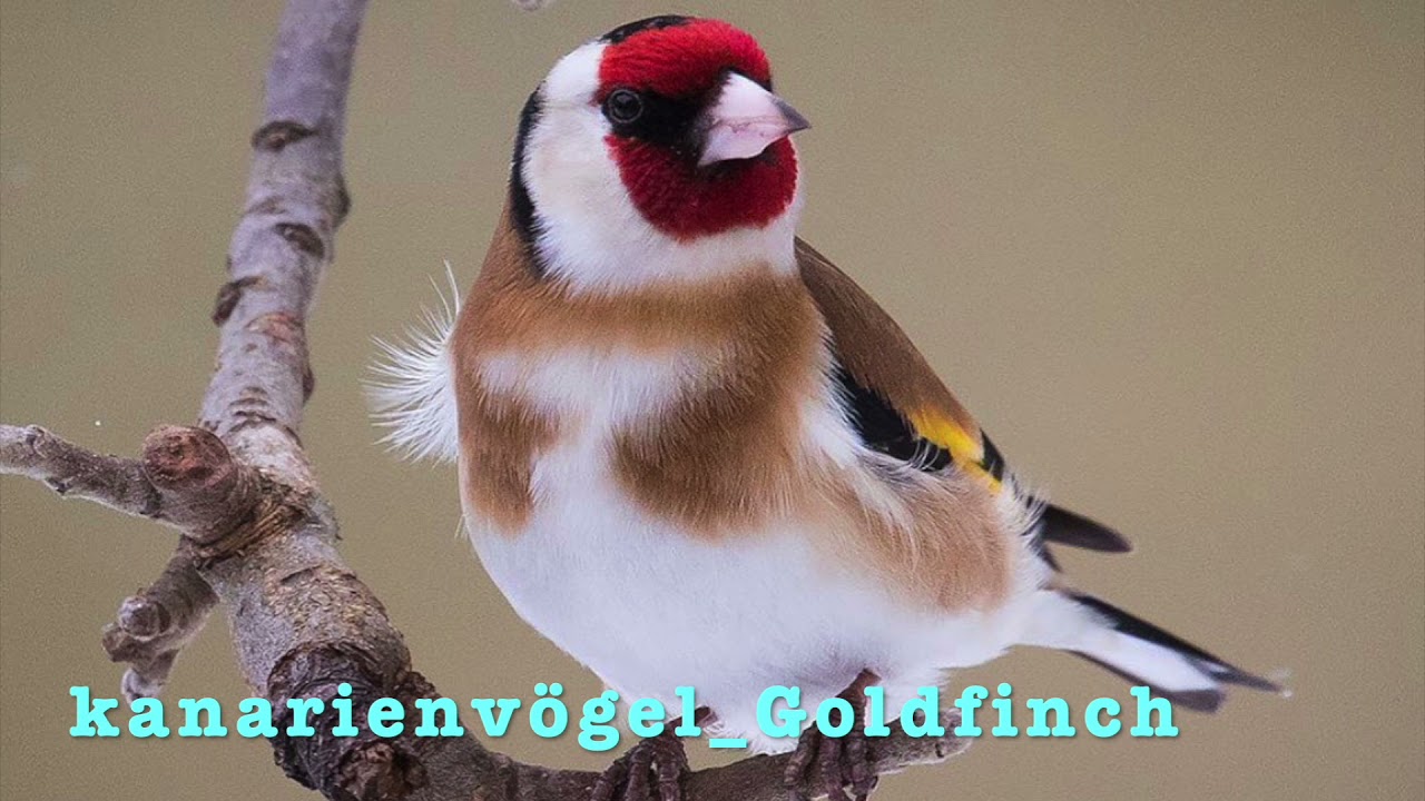 Stieglitz Gesang 🎤- zum Training der eignen Vögel !! 🐣