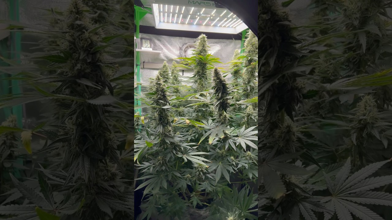 Watermelon Skittles 4 Monate alt #reggae #bobmarley #240 #growerlife #high #legal #weed