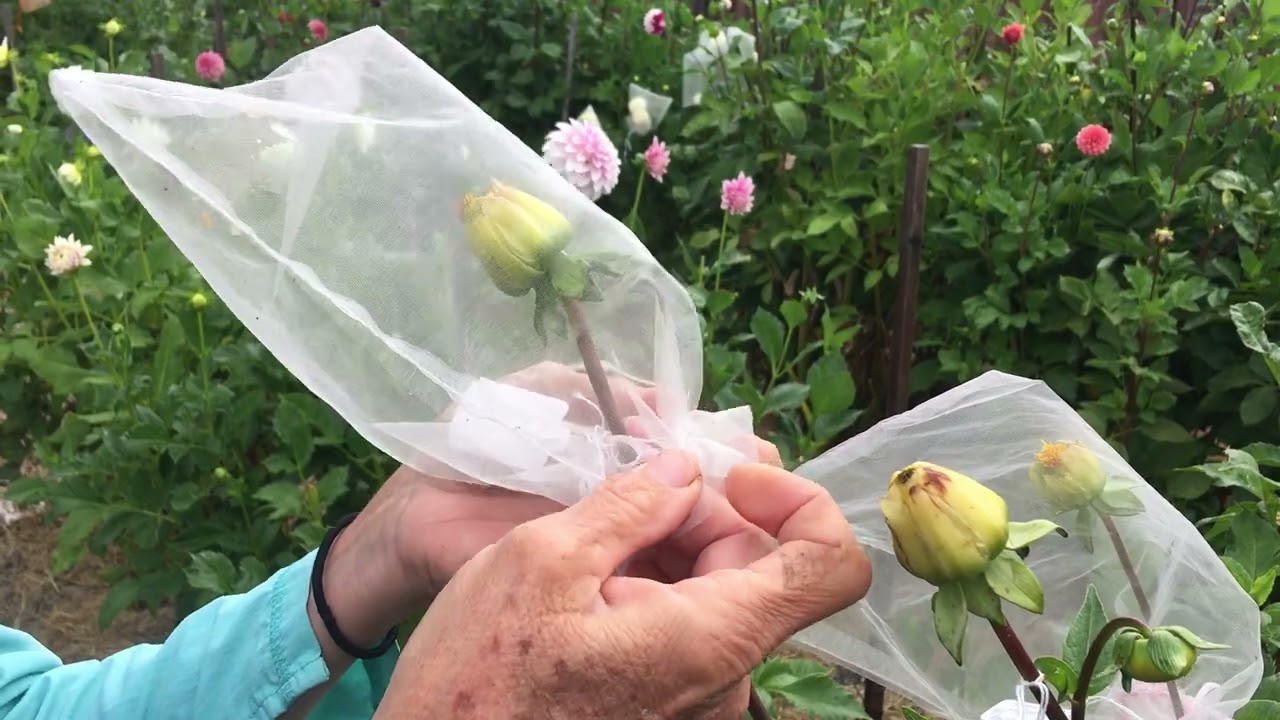119. Tagging new Seedlings and Looking at Seed Heads.