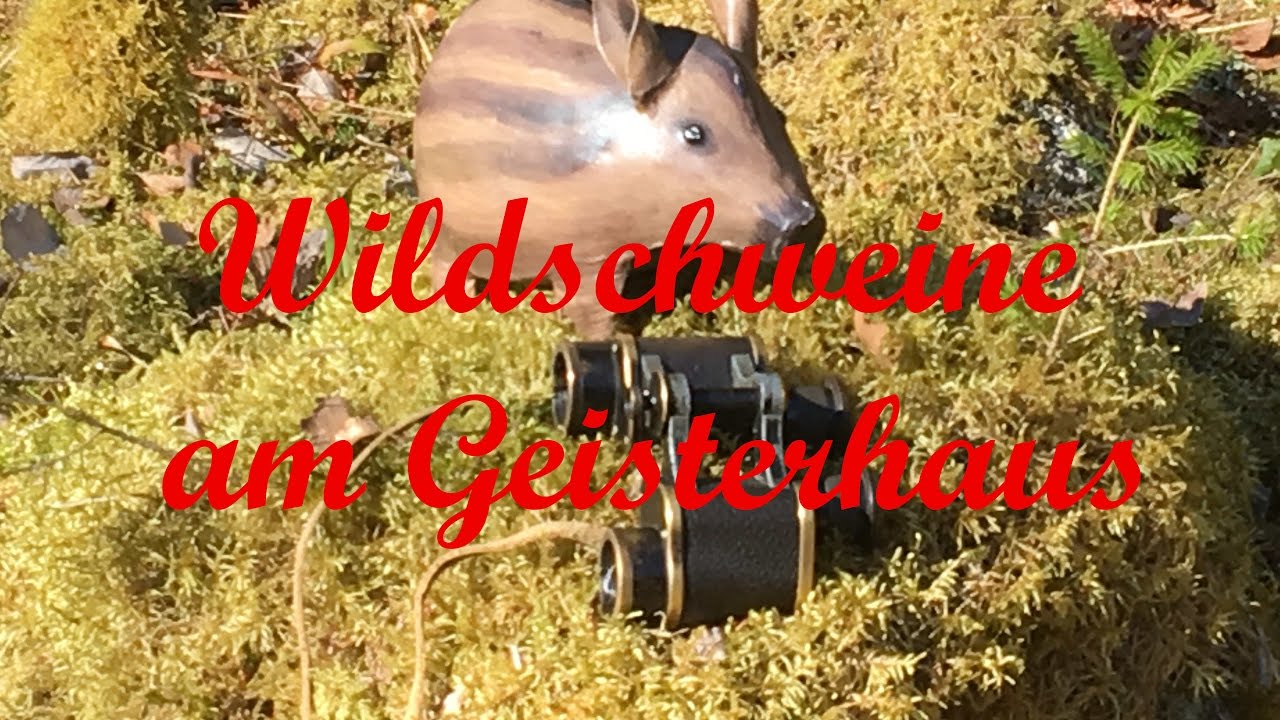 Wildschweinpirsch und Geisterhaus - lost places in sweden