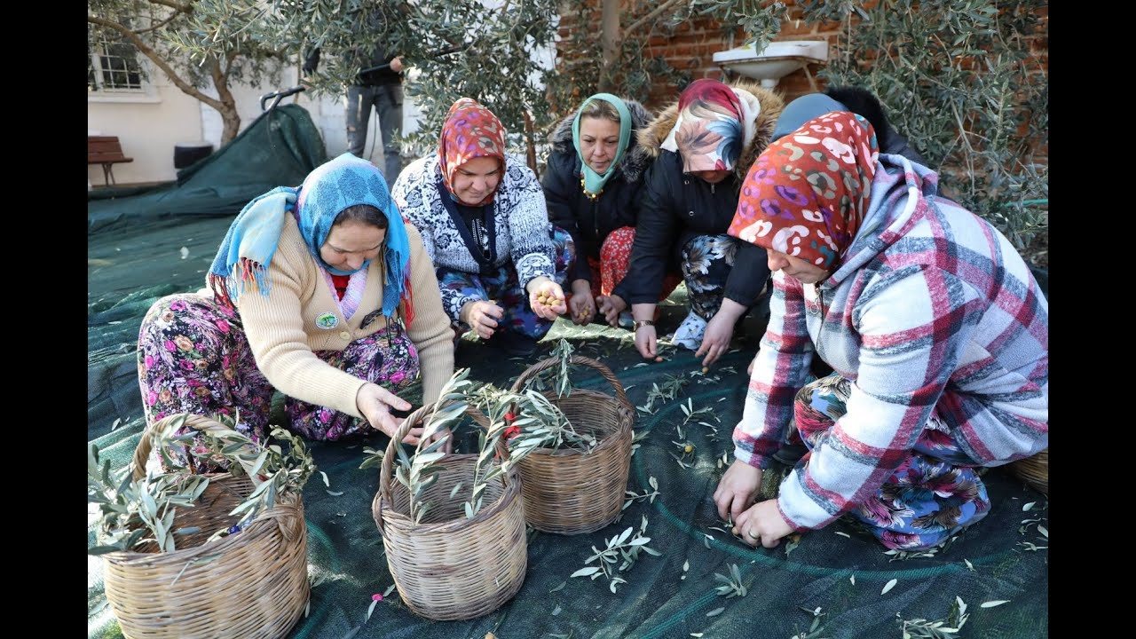 Edremit’te Meci Şenliği Coşkusu | Zeytin Hasadı, Zeytinyağı Kültürü ve Gelenek