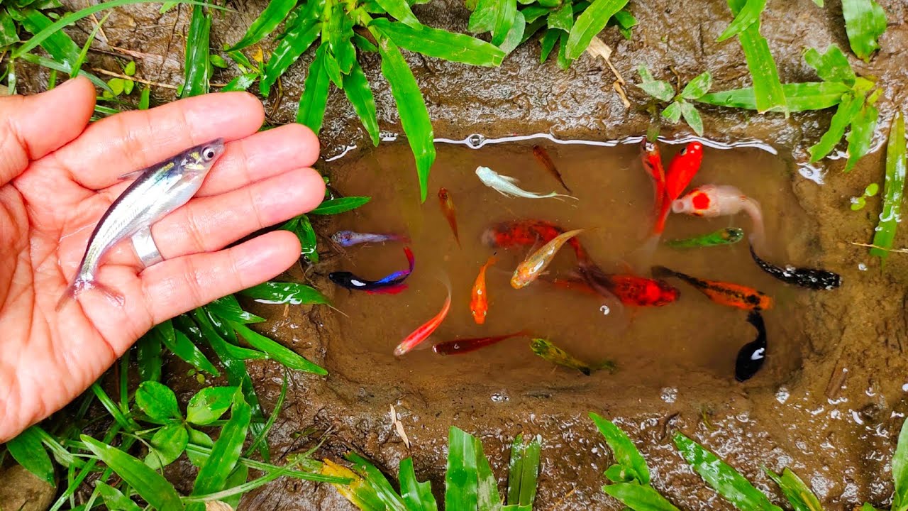 Wadidaw! Mencari ikan hiu, ikan cupang warna-warni, ikan molly balon, ikan mas, ikan channa, lele.