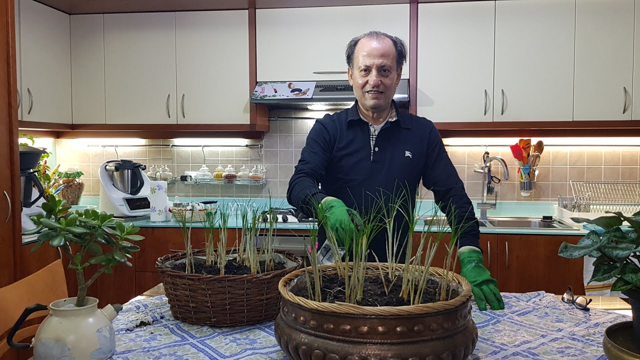 come fare crescere ZAFFERANO in casa