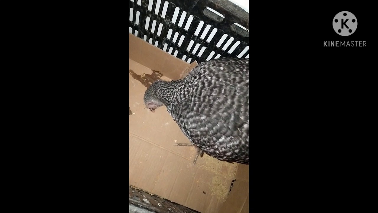 أعراض مرض💉 نيوكاسل الفتاك وعلاجه🐓🌱🌿🌾🐓