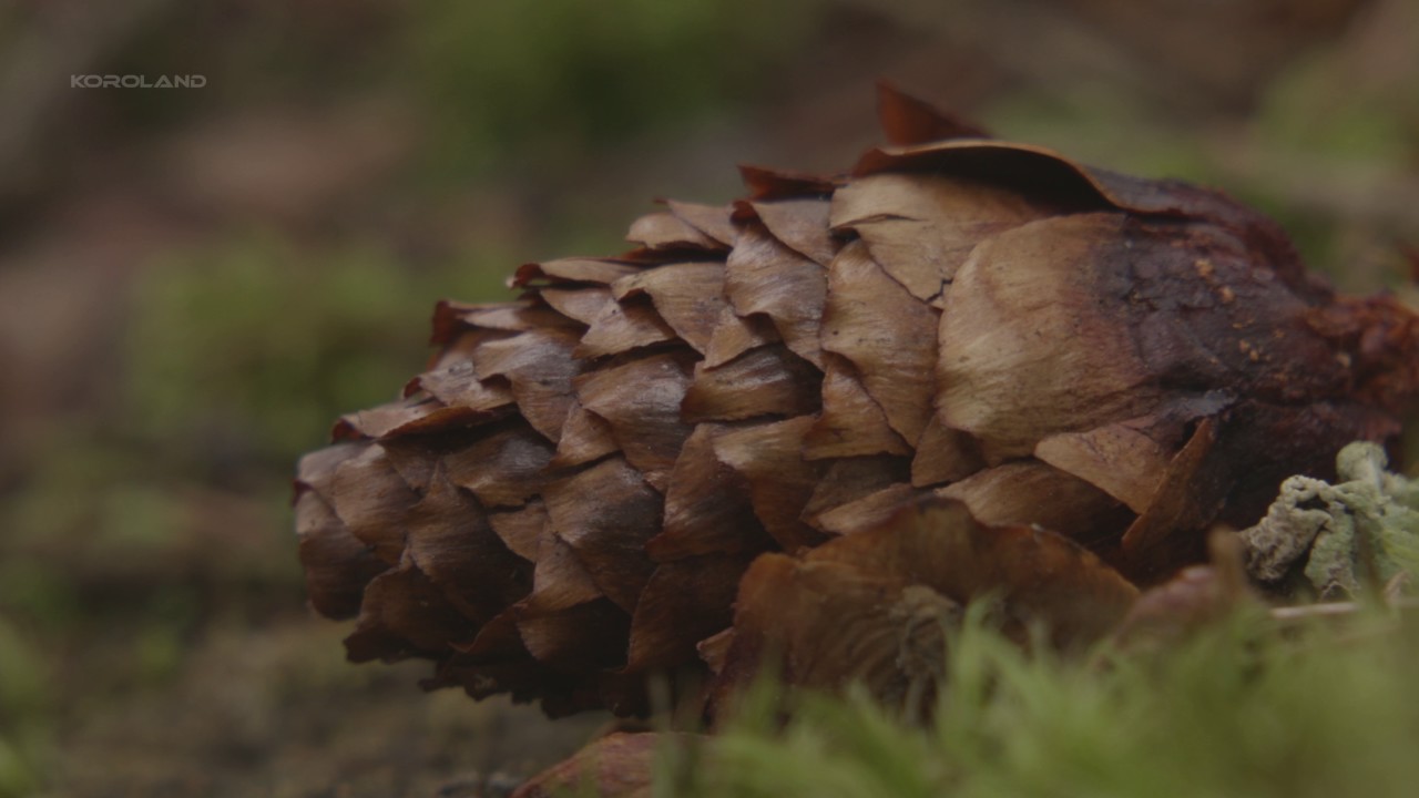 Canon XC-10 Nature 4K - Canon log - simple color correction - no grading