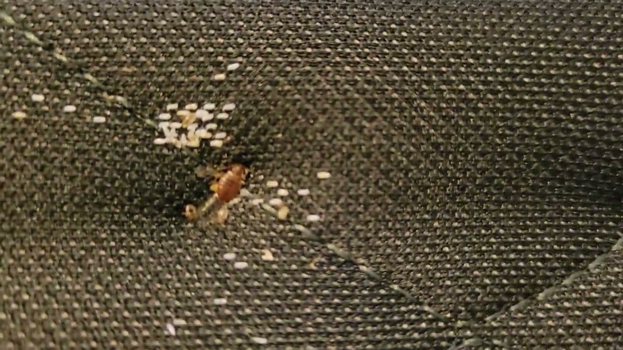 Bed bugs and their eggs identification
