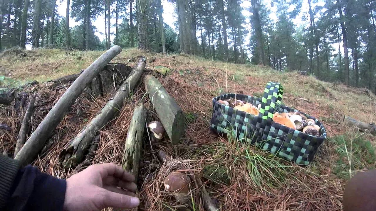 Soria, Boletus Edulis en un metro cuadrado