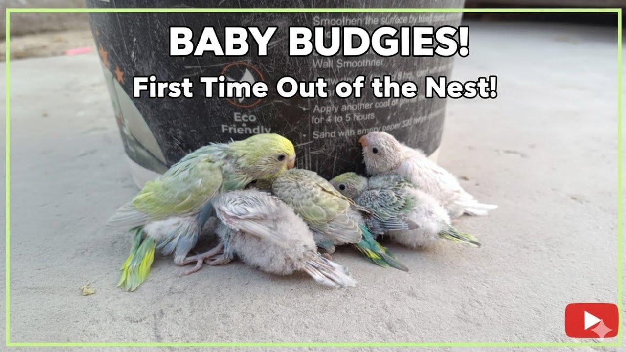 Pehli Baar Nest Se Bahar Aaye Baby Budgies! 😍 #birds #budgies #budgiebreeding 