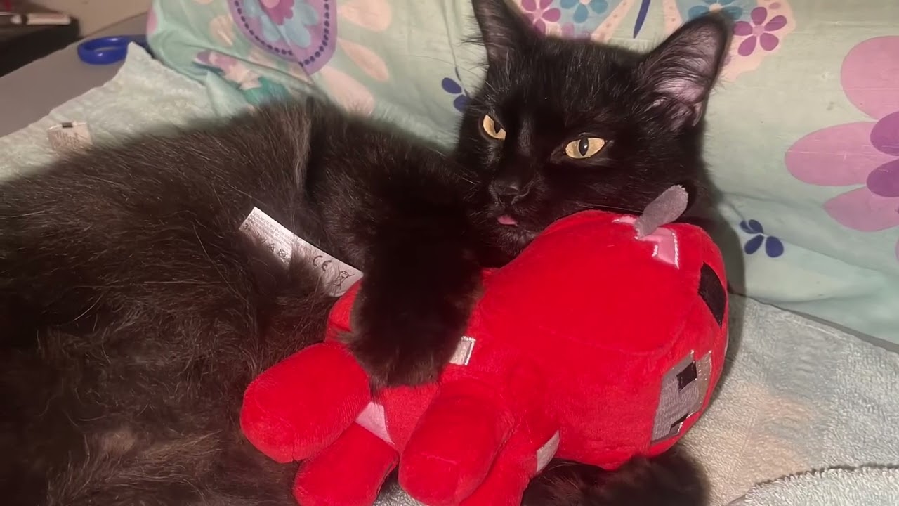 Susu-Watari Cuddles #minecraft #mooshrooom #mooshroom #cuddles #voidcat #minecraftcat #minecraftcow 
