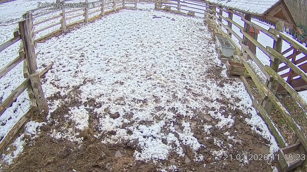 Zubria zvernica (cam212) 21.02.2026 o 11:20
