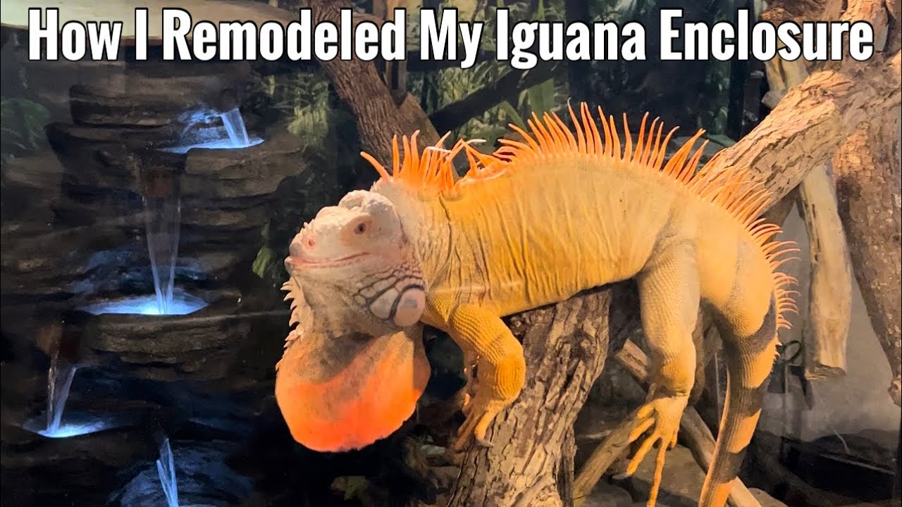 How I Remodeled My Large Iguana Enclosure - Rocket The Iguana