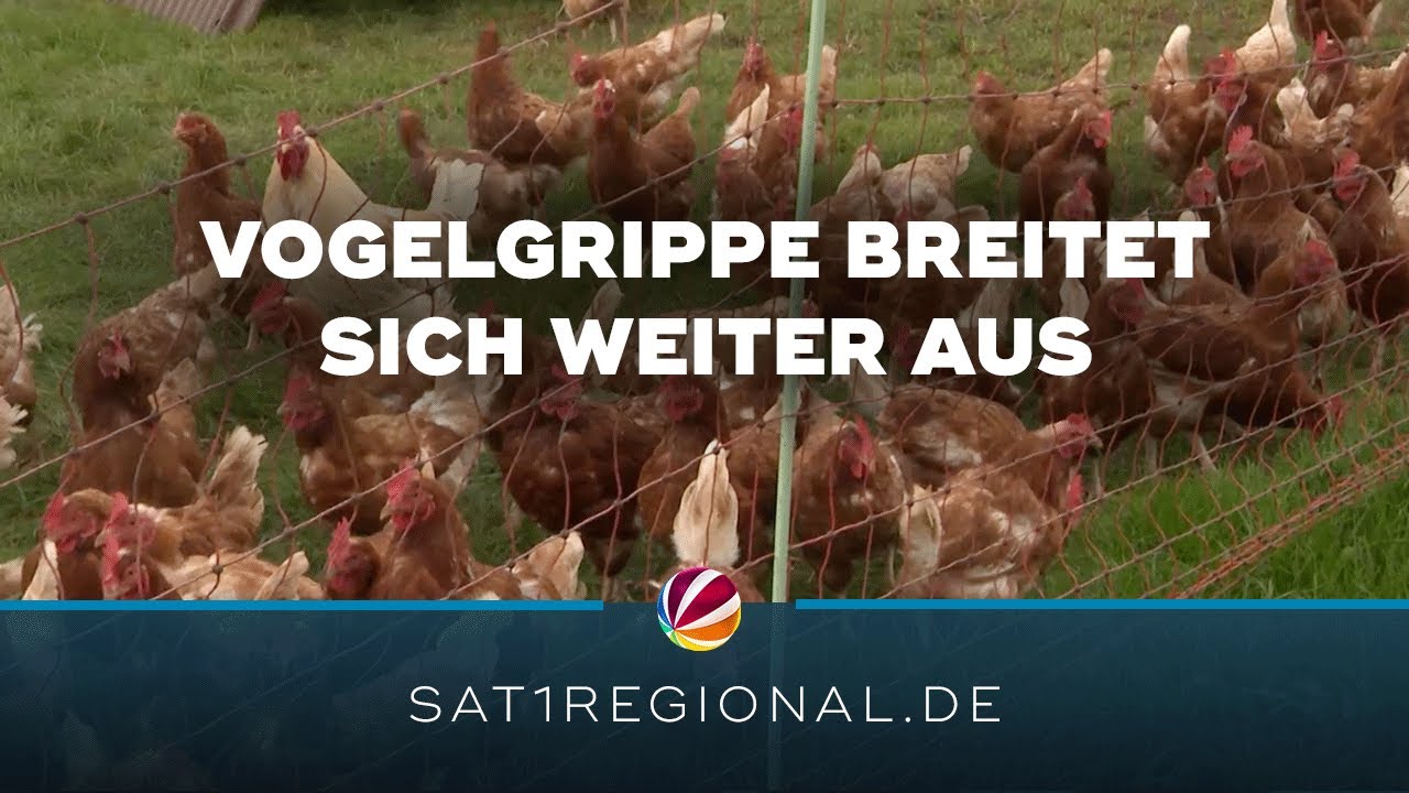 Vogelgrippe breitet sich in Schleswig-Holstein aus