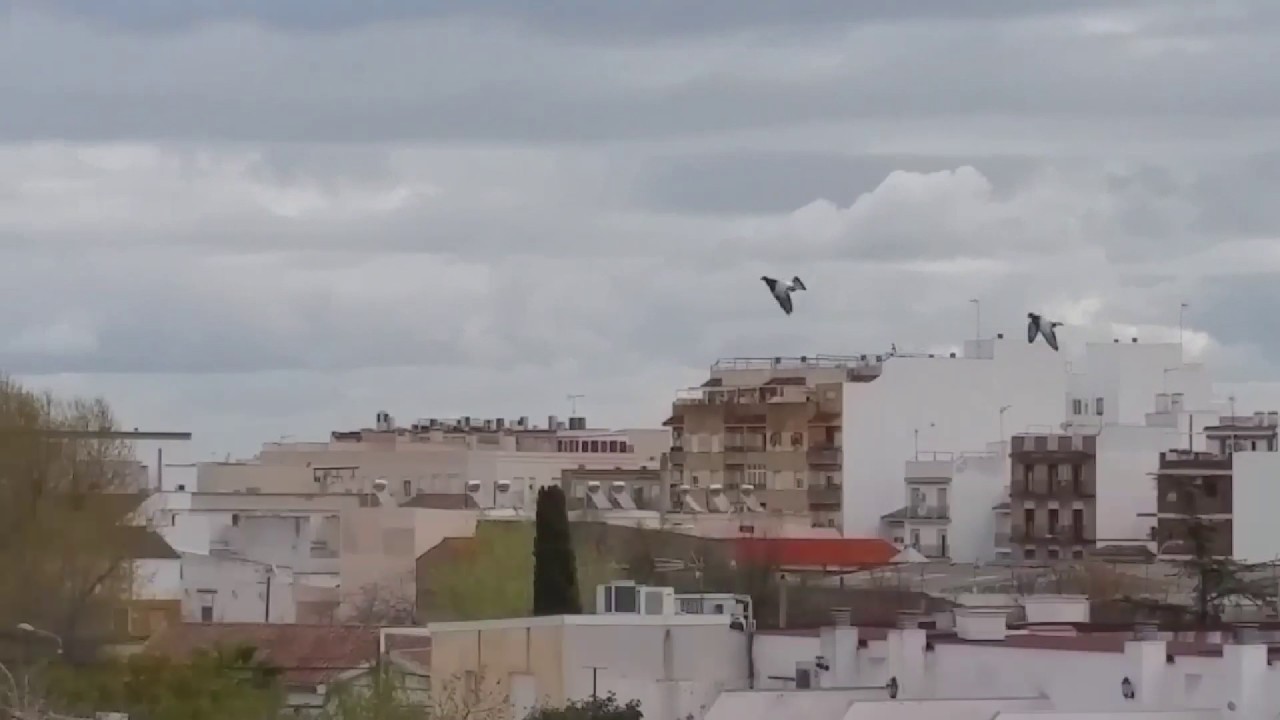 Buchon Jiennense, Visita al amigo Miguel Cabello de Alba.