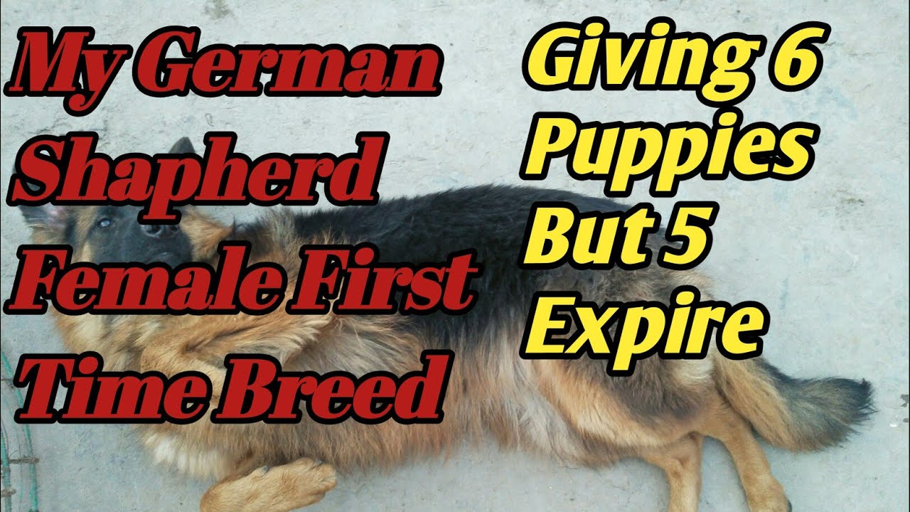 First Time Breed My German Shapherd Female || 6 puppies but 5 are Expire ||
