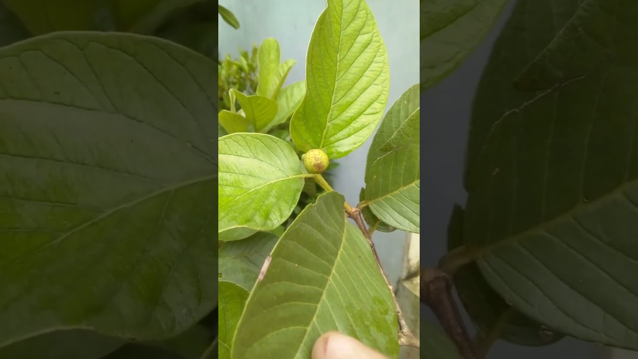 Jambu Sukun Merah Berbunga