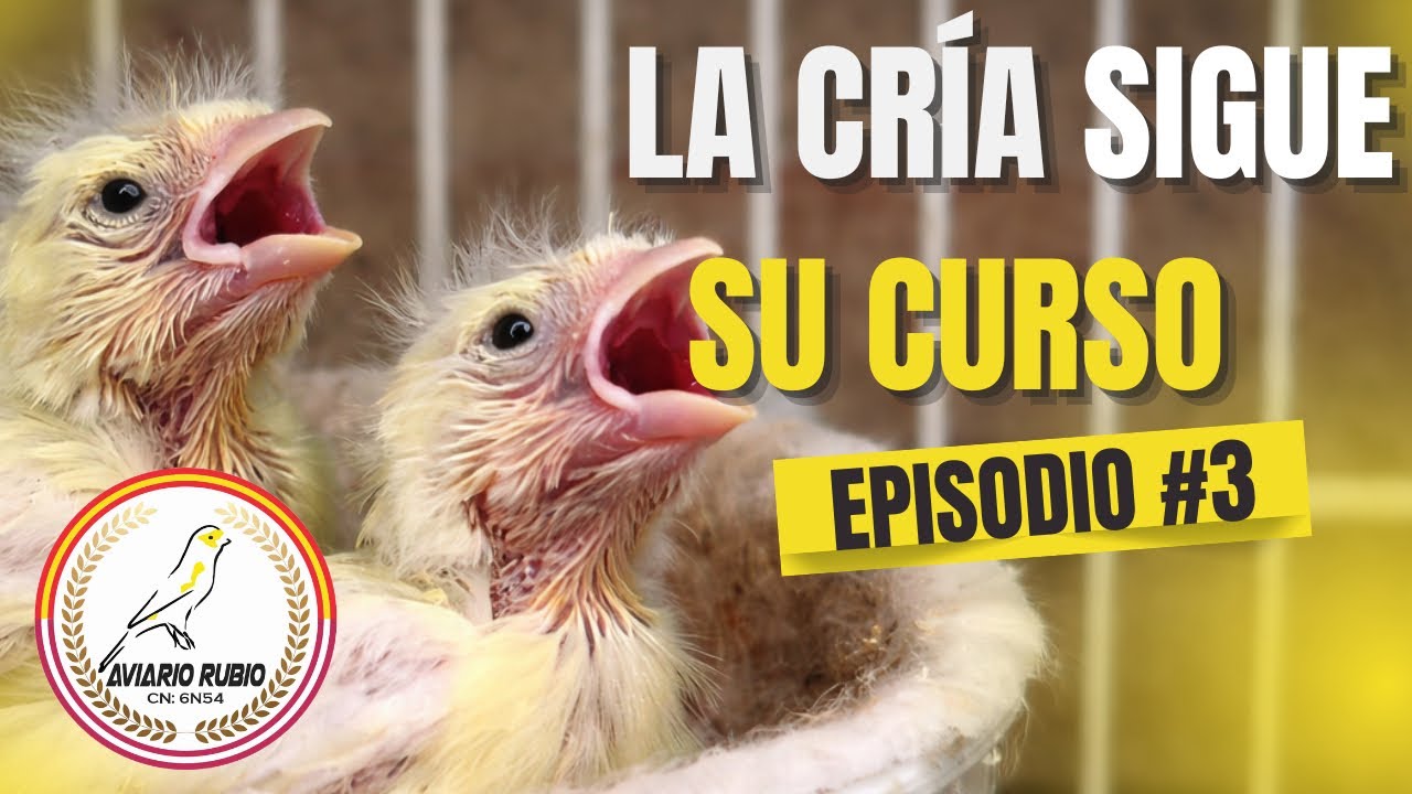 🐥LA CRÍA SIGUE SU CURSO⏳#3 - Aviario Rubio #aves #birds #canario #canary 