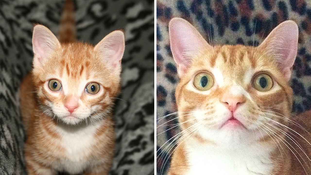 Kitten to Cat! - Cute Compilation